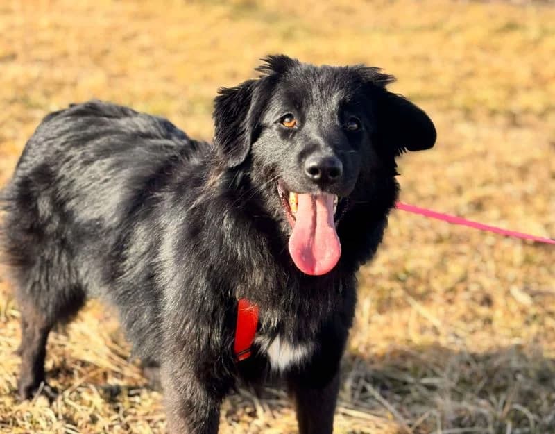 Kira, female young Mixed Breed for adoption at Straydogs Rescue Nederland, RC Nieuwe Pekela