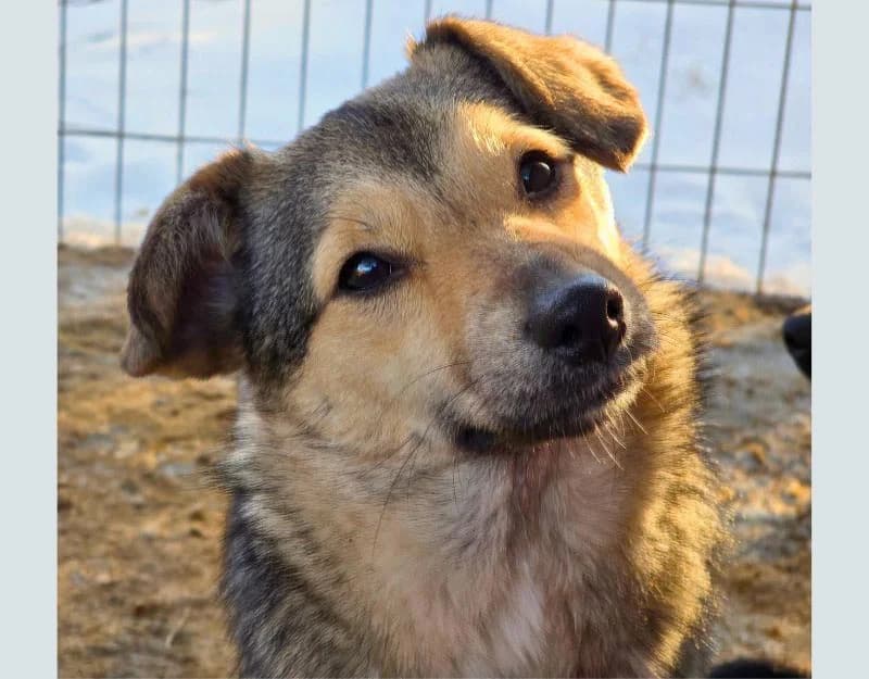 Kiwi, female young Mixed Breed for adoption at Straydogs Rescue Nederland, RC Nieuwe Pekela