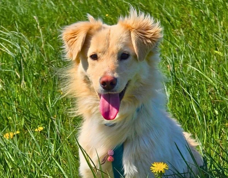 Leo, male young Mixed Breed for adoption at Straydogs Rescue Nederland, RC Nieuwe Pekela