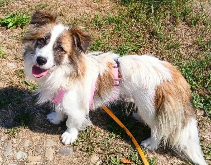 Leslie, female 3yo Mixed Breed for adoption at Straydogs Rescue Nederland, RC Nieuwe Pekela