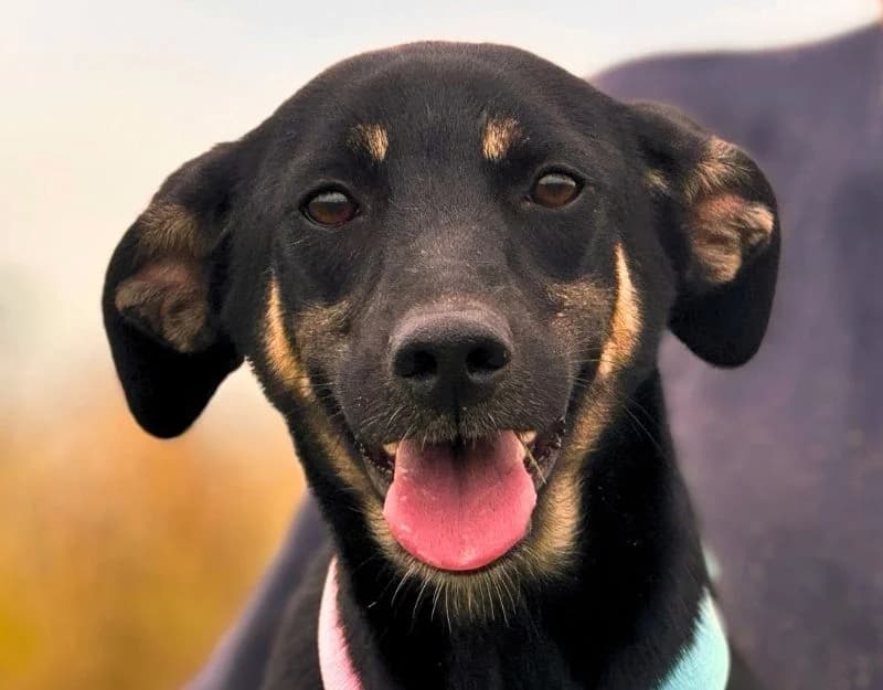 Liesje, female young Mixed Breed for adoption at Straydogs Rescue Nederland, RC Nieuwe Pekela
