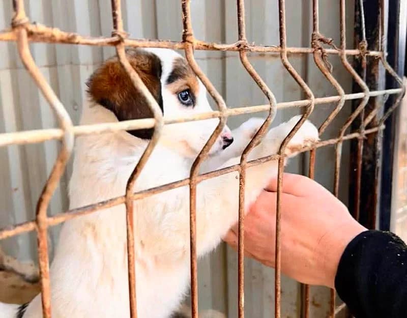 Lily, female puppy Mixed Breed for adoption at Straydogs Rescue Nederland, RC Nieuwe Pekela