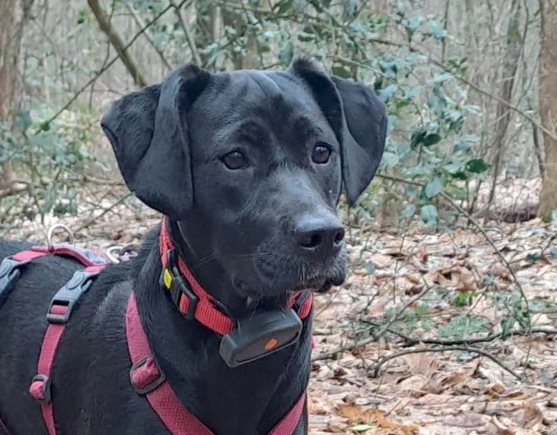 Linux, female puppy Mixed Breed for adoption at Straydogs Rescue Nederland, RC Nieuwe Pekela