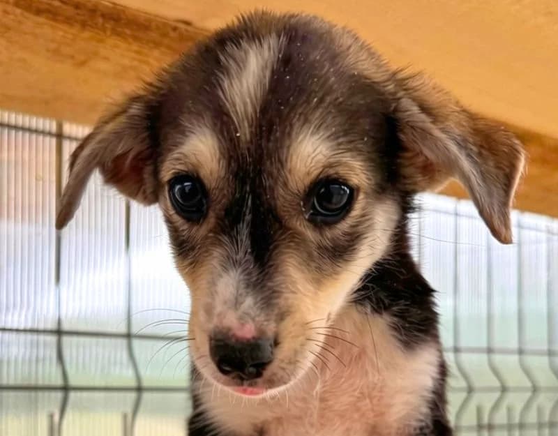 Liva 1, female puppy Mixed Breed for adoption at Straydogs Rescue Nederland, RC Nieuwe Pekela