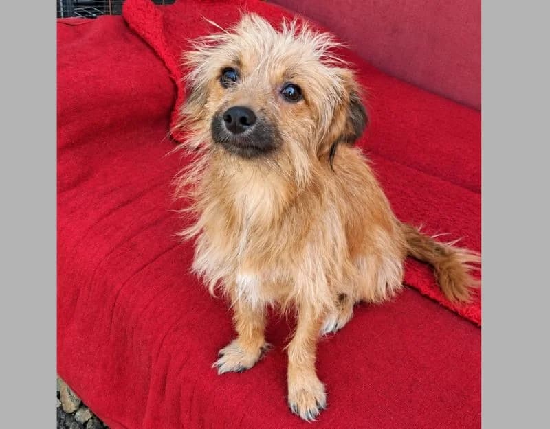 Luigi, Mixed Breed (Straydogs Rescue Nederland)