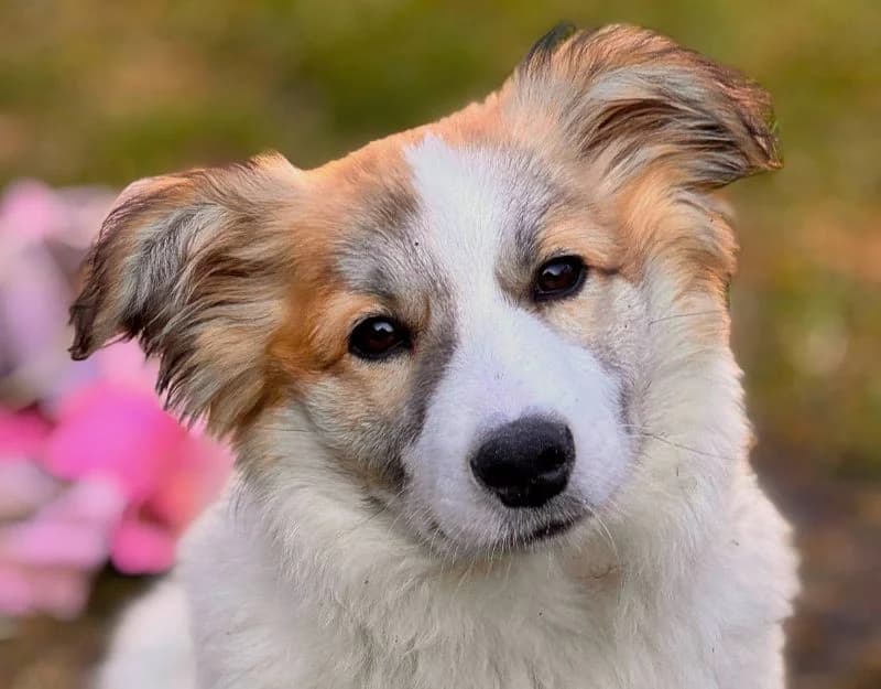 Maartje, female puppy Mixed Breed for adoption at Straydogs Rescue Nederland, RC Nieuwe Pekela