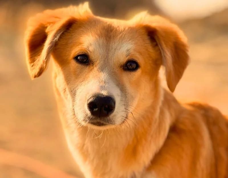Maeyve, female puppy Mixed Breed for adoption at Straydogs Rescue Nederland, RC Nieuwe Pekela