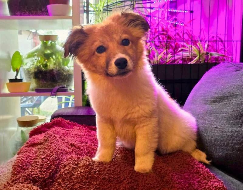 Mano, male puppy Mixed Breed for adoption at Straydogs Rescue Nederland, RC Nieuwe Pekela