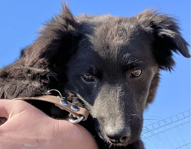Marcia, female puppy Mixed Breed for adoption at Straydogs Rescue Nederland, RC Nieuwe Pekela