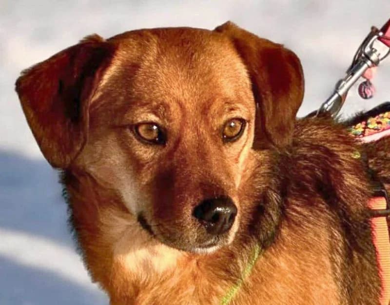 Marla, female young Mixed Breed for adoption at Straydogs Rescue Nederland, RC Nieuwe Pekela