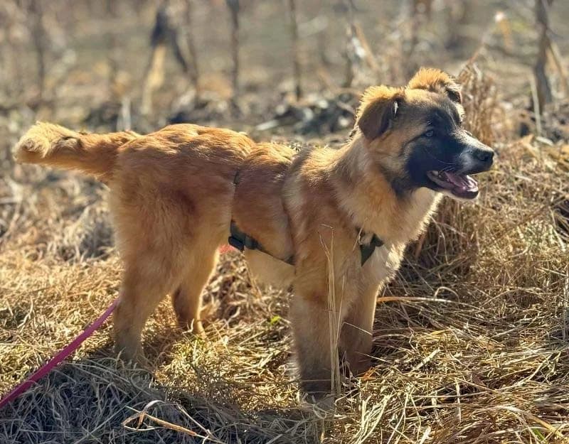 Matteo, male puppy Mixed Breed for adoption at Straydogs Rescue Nederland, RC Nieuwe Pekela