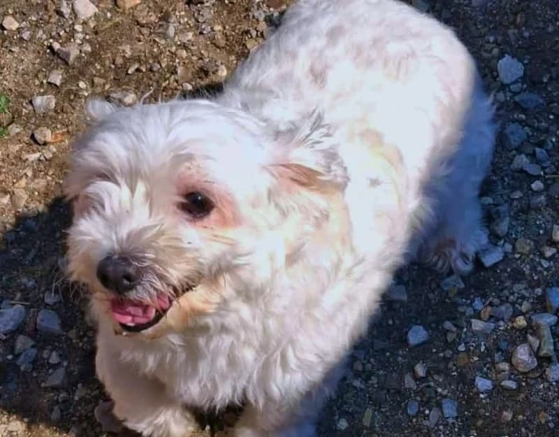 Mimi 2, female senior Mixed Breed for adoption at Straydogs Rescue Nederland, RC Nieuwe Pekela