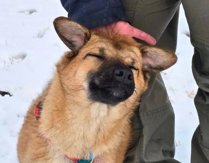 Moppie, female puppy Mixed Breed for adoption at Straydogs Rescue Nederland, RC Nieuwe Pekela