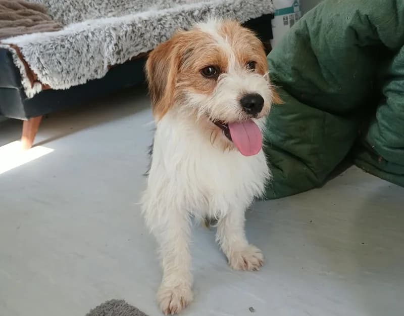 Nacho, male young Mixed Breed for adoption at Straydogs Rescue Nederland, RC Nieuwe Pekela