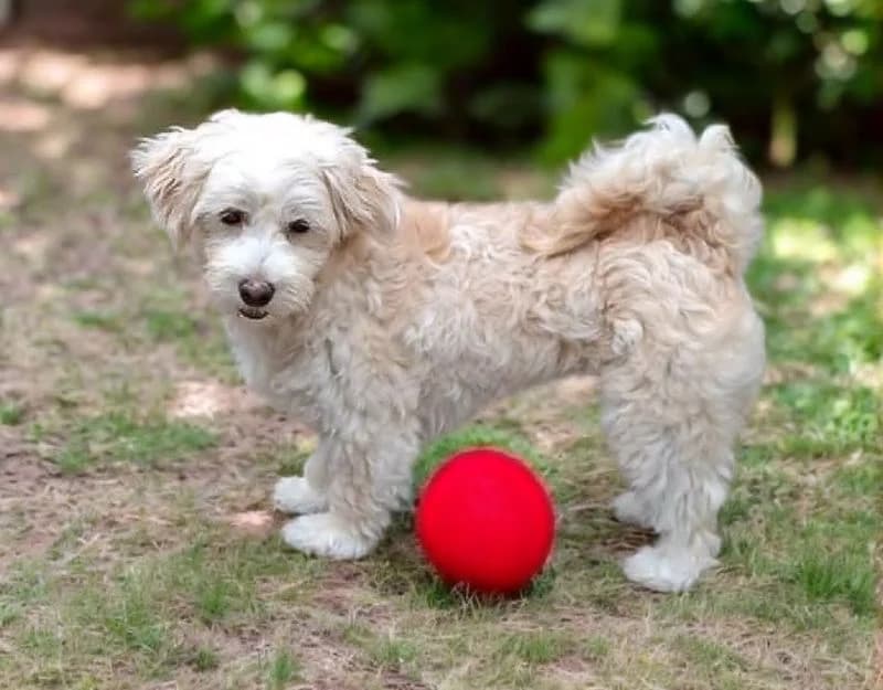 Nadia, female young Mixed Breed for adoption at Straydogs Rescue Nederland, RC Nieuwe Pekela