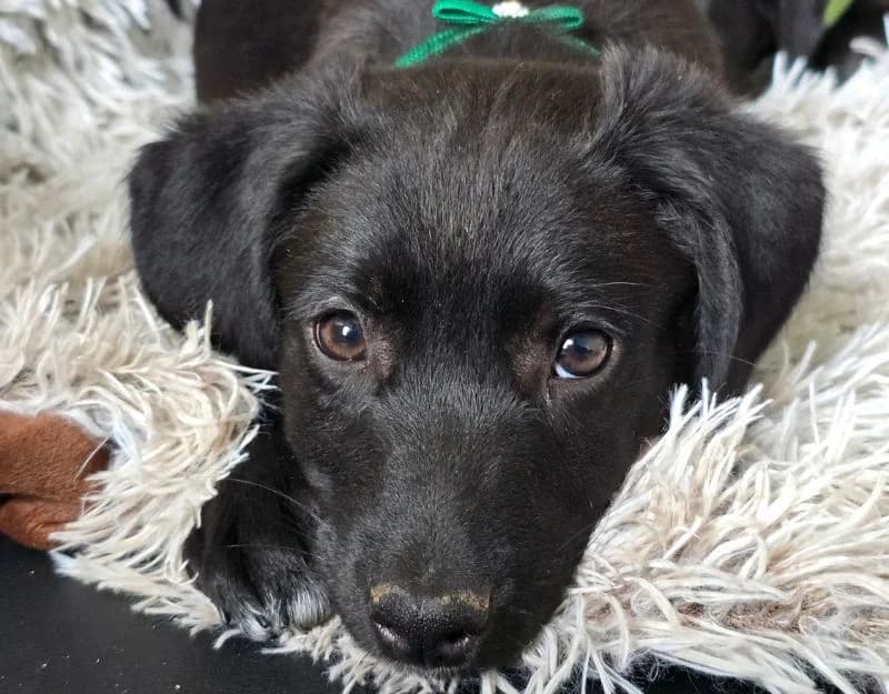 Nash, male puppy Mixed Breed for adoption at Straydogs Rescue Nederland, RC Nieuwe Pekela