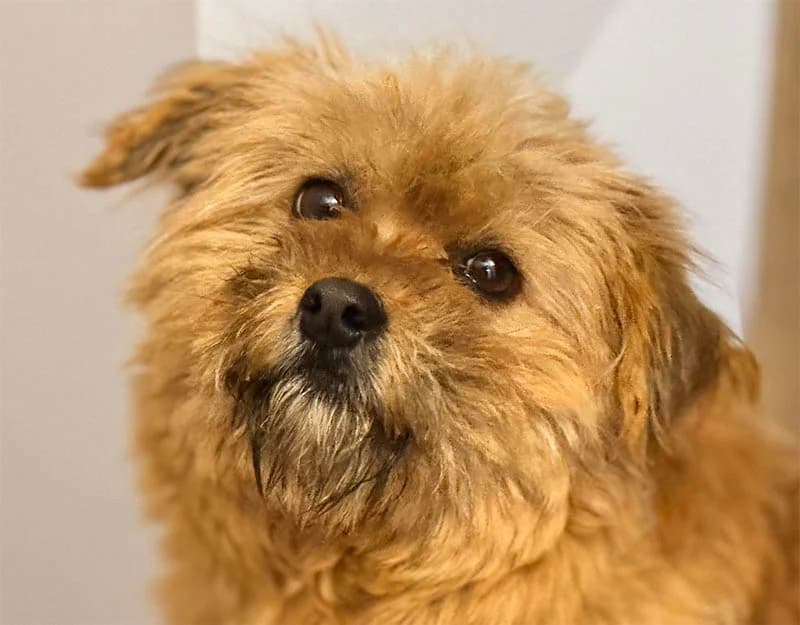 Neeltsje, female young Mixed Breed for adoption at Straydogs Rescue Nederland, RC Nieuwe Pekela