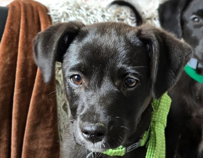 Nico, male puppy Mixed Breed for adoption at Straydogs Rescue Nederland, RC Nieuwe Pekela