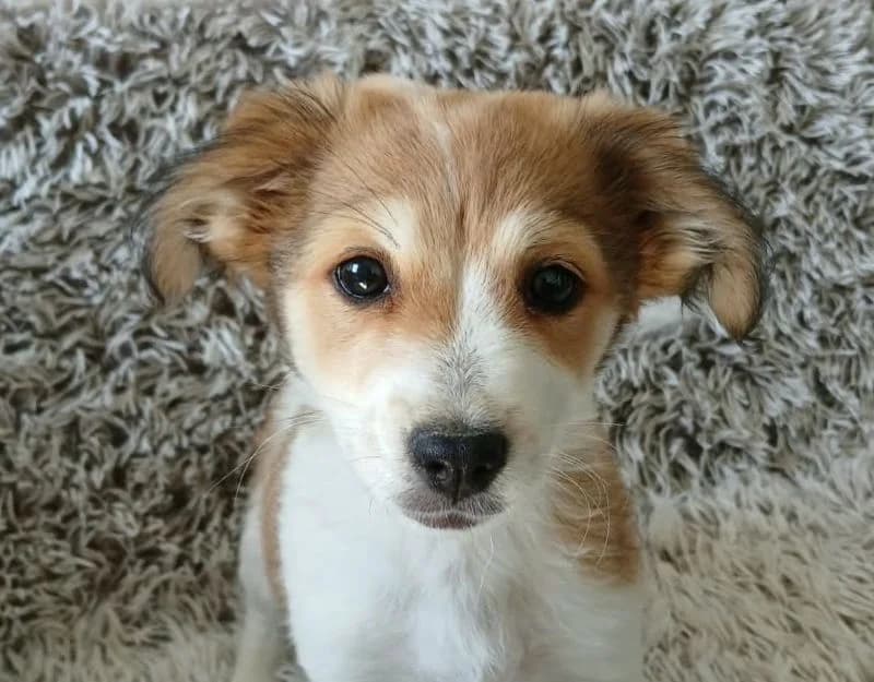 Nina, Mixed Breed (Kočičí Útulna Sissi (Praha))