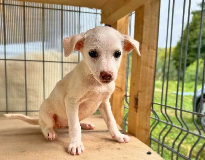 Niva, female puppy Mixed Breed for adoption at Straydogs Rescue Nederland, RC Nieuwe Pekela
