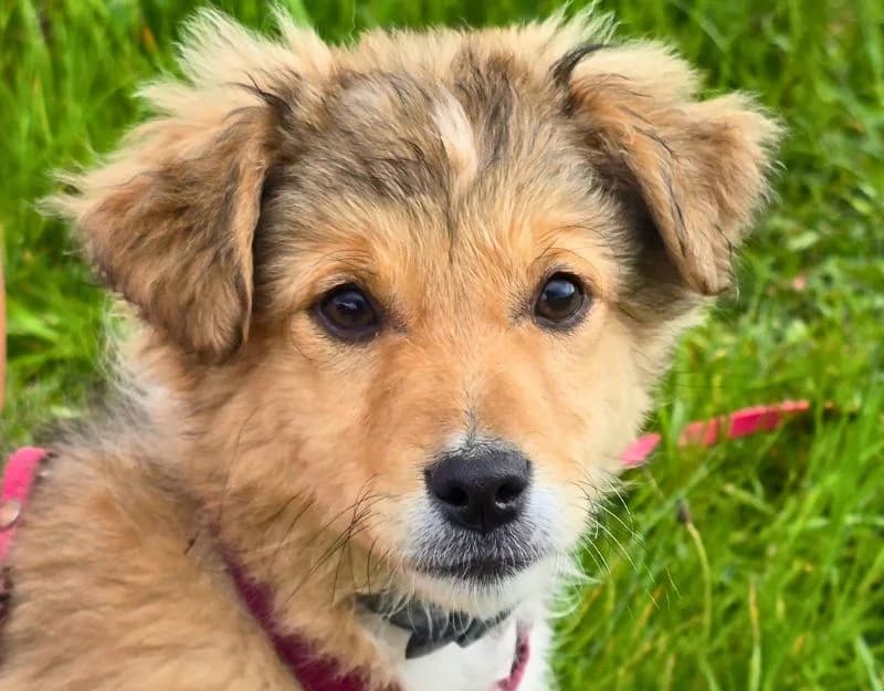 Noa, Mixed Breed (Straydogs Rescue Nederland)