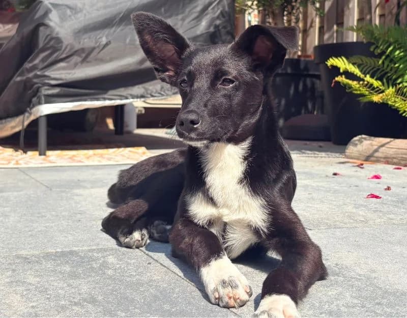 Noontje, female puppy Mixed Breed for adoption at Straydogs Rescue Nederland, RC Nieuwe Pekela