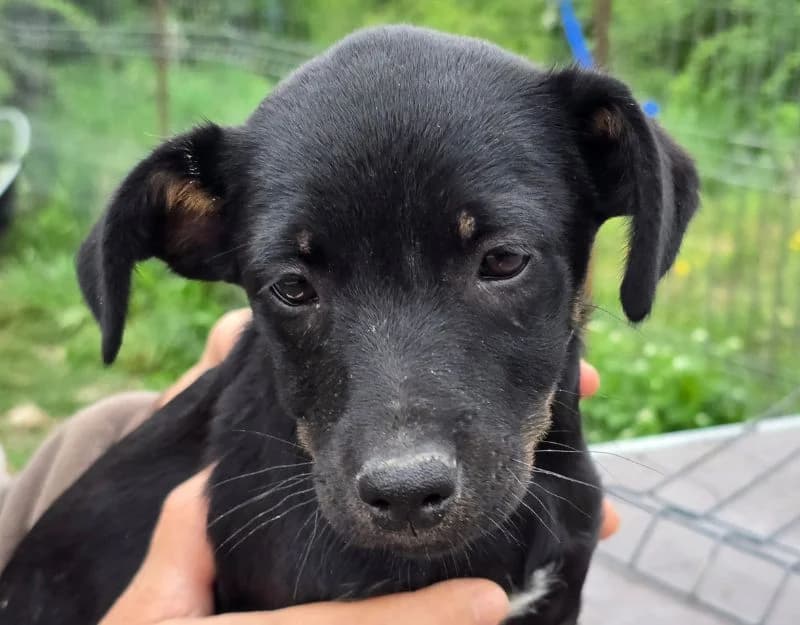 Nova, female puppy Mixed Breed for adoption at Straydogs Rescue Nederland, RC Nieuwe Pekela