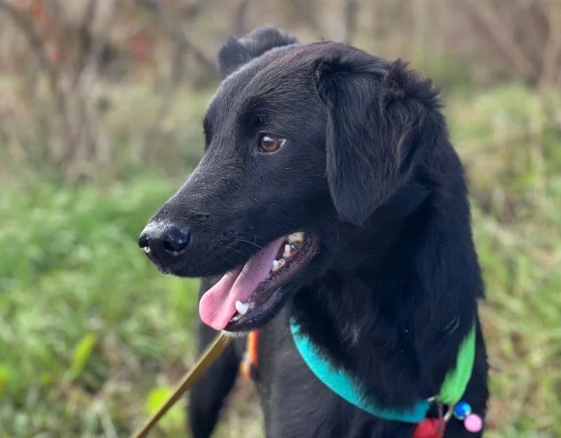 Prince, male young Mixed Breed for adoption at Straydogs Rescue Nederland, RC Nieuwe Pekela