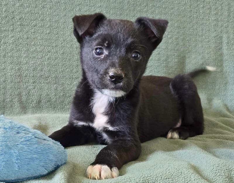 Raya, Mixed Breed (Straydogs Rescue Nederland)