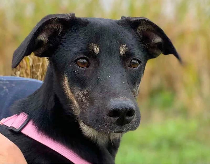Riga, female 3yo Mixed Breed for adoption at Straydogs Rescue Nederland, RC Nieuwe Pekela