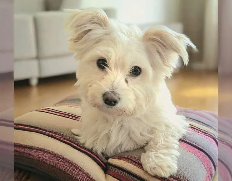 Rosa, female young Mixed Breed for adoption at Straydogs Rescue Nederland, RC Nieuwe Pekela