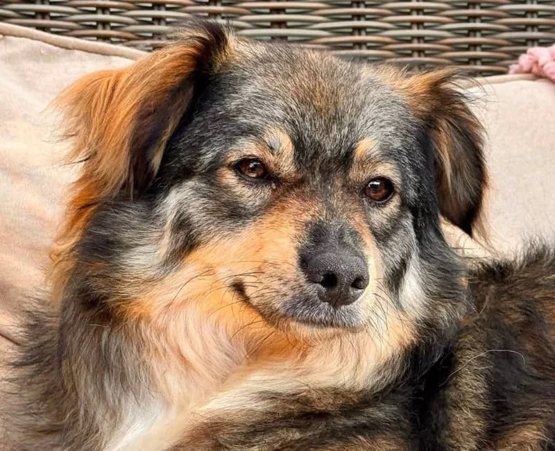 Shadow, female young Mixed Breed for adoption at Straydogs Rescue Nederland, RC Nieuwe Pekela