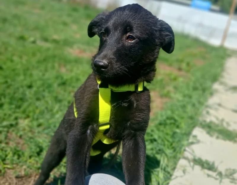 Sibrich, female puppy Mixed Breed for adoption at Straydogs Rescue Nederland, RC Nieuwe Pekela