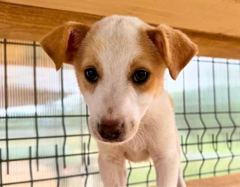 Simons, male puppy Mixed Breed for adoption at Straydogs Rescue Nederland, RC Nieuwe Pekela