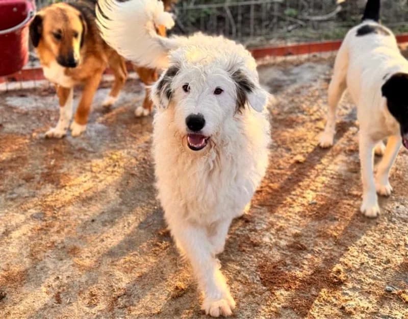 Snow, male young Mixed Breed for adoption at Straydogs Rescue Nederland, RC Nieuwe Pekela