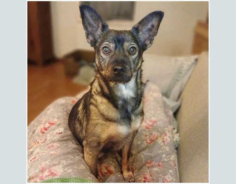 Soof, female young Mixed Breed for adoption at Straydogs Rescue Nederland, RC Nieuwe Pekela