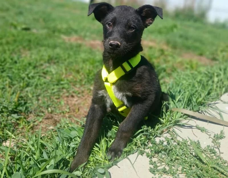 Sverre, male puppy Mixed Breed for adoption at Straydogs Rescue Nederland, RC Nieuwe Pekela