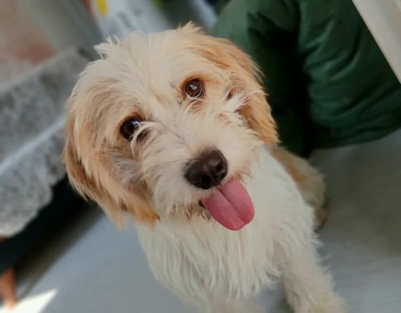 Taco, male young Mixed Breed for adoption at Straydogs Rescue Nederland, RC Nieuwe Pekela