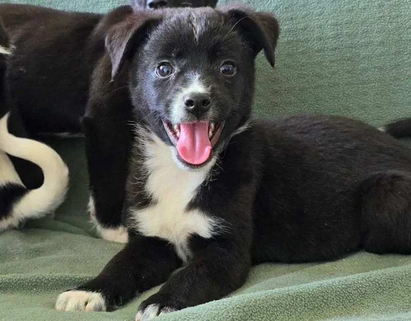 Tiesto, male puppy Mixed Breed for adoption at Straydogs Rescue Nederland, RC Nieuwe Pekela