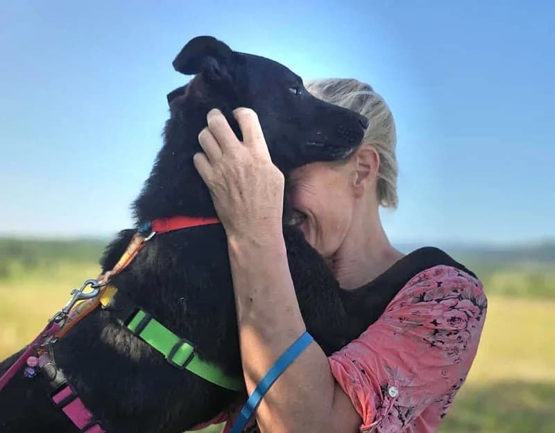 Tim, male 3yo Mixed Breed for adoption at Straydogs Rescue Nederland, RC Nieuwe Pekela