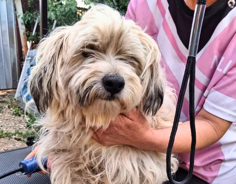 Toby 2, male 5yo Mixed Breed for adoption at Straydogs Rescue Nederland, RC Nieuwe Pekela