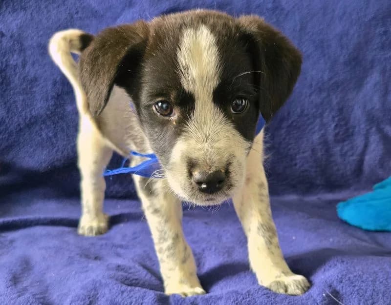 Tom, Mixed Breed (Straydogs Rescue Nederland)