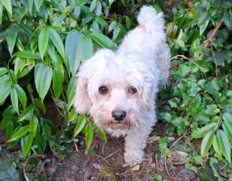 Tommy, male 4yo Mixed Breed for adoption at Straydogs Rescue Nederland, RC Nieuwe Pekela