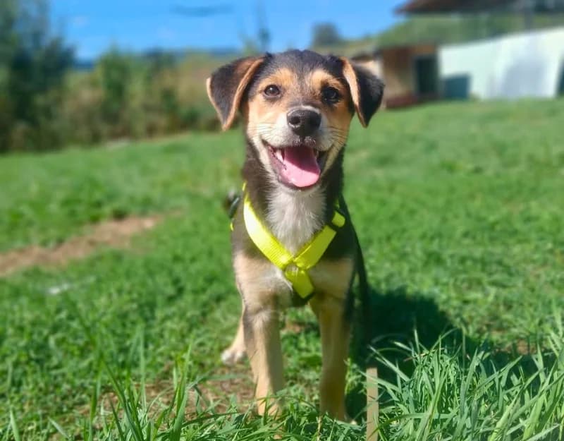 Tomson, male puppy Mixed Breed for adoption at Straydogs Rescue Nederland, RC Nieuwe Pekela