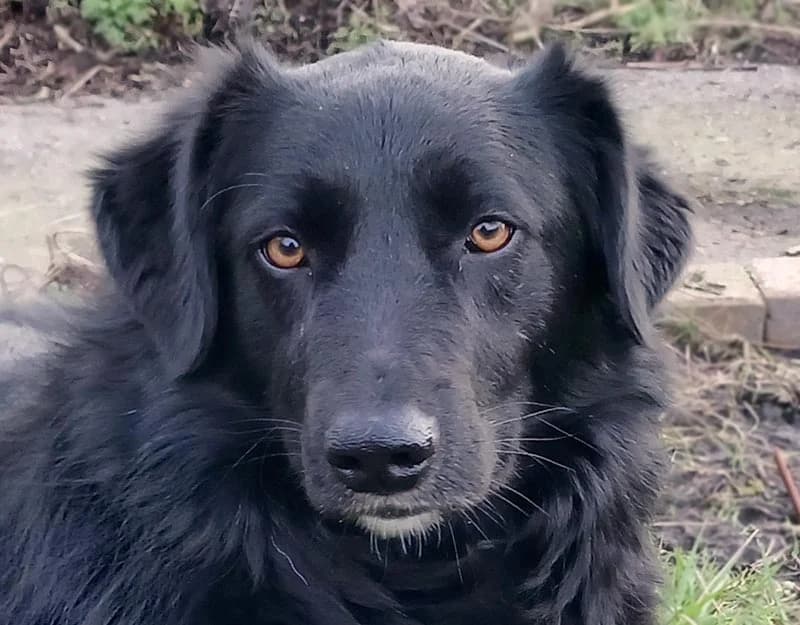 Vernon, male 3yo Mixed Breed for adoption at Straydogs Rescue Nederland, RC Nieuwe Pekela