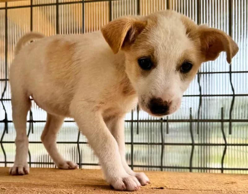 Wiep, female puppy Mixed Breed for adoption at Straydogs Rescue Nederland, RC Nieuwe Pekela