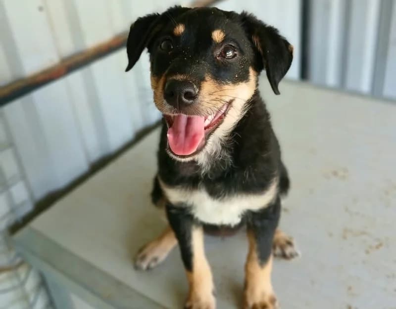 Ziva, female puppy Mixed Breed for adoption at Straydogs Rescue Nederland, RC Nieuwe Pekela