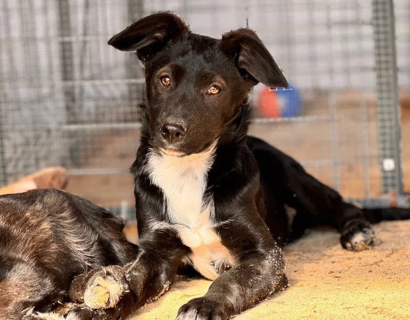 Zorro, male puppy Mixed Breed for adoption at Straydogs Rescue Nederland, RC Nieuwe Pekela