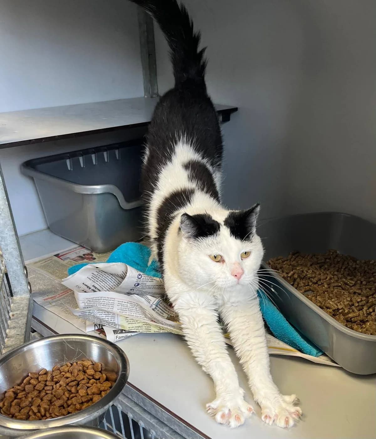 Gijs, wit male Mixed Breed for adoption at Stichting ZuiderZee Zwerfdieren, Lelystad