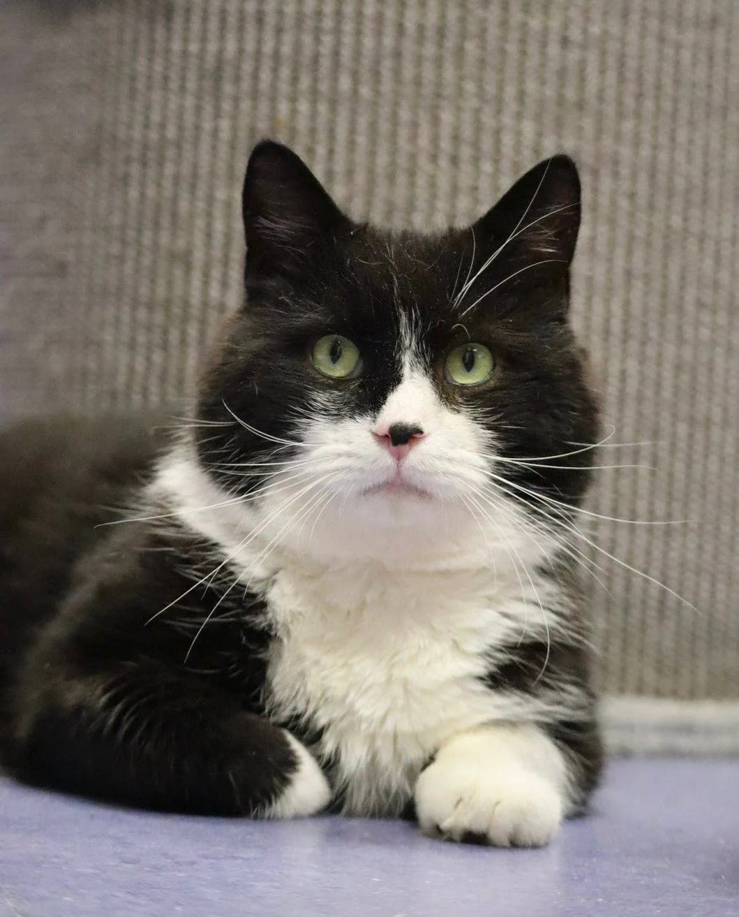 Joey, zwart male young Mixed Breed for adoption at Stichting ZuiderZee Zwerfdieren, Lelystad